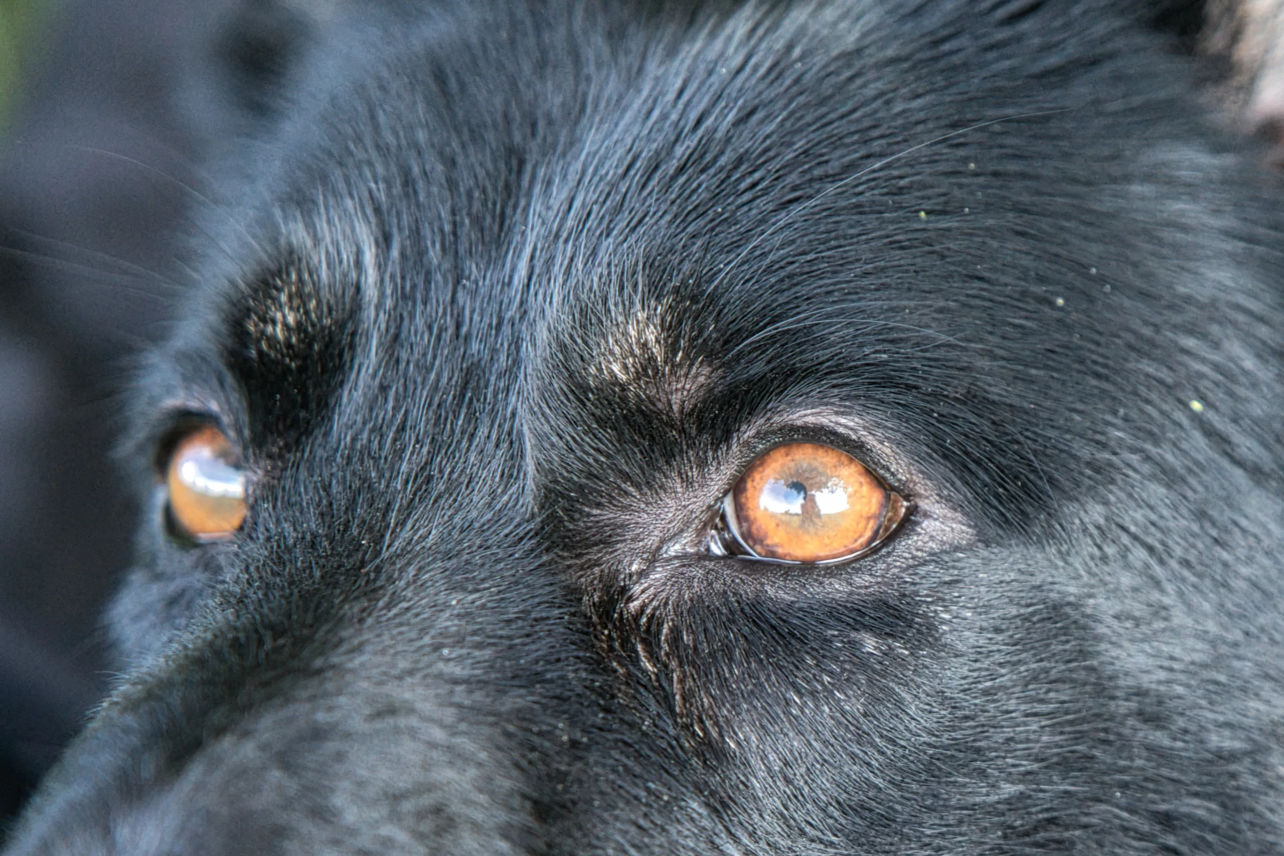 Nahaufnahme eines Deutschen Schäferhundes